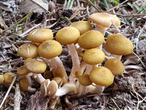 a group of small mushrooms