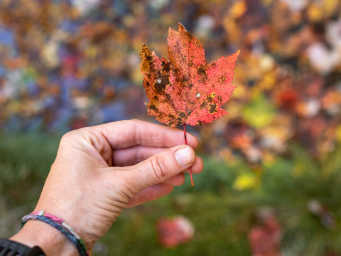 hand holding a fall leaf