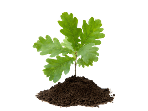 Oak seedling in dirt mound