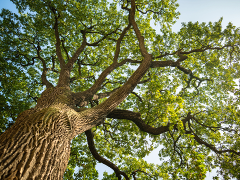Looking up at an Oak tree