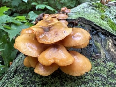 Mushroom on a lichen covered log