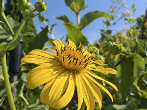 yellow cup plant flower