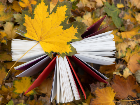 leaf on a book on more leaves