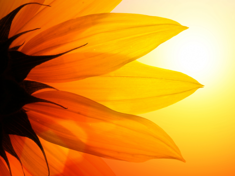 close up of a flower with sun behind it