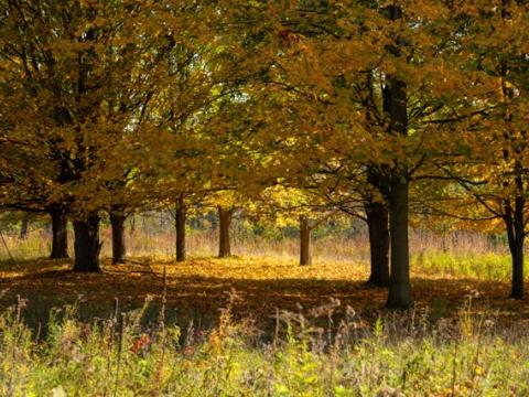 trees at Matthaei Botanical Gardens with yellow fall colored leaves