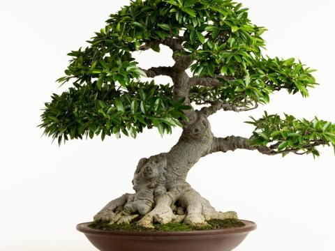 Chinese Banyan bonsai tree