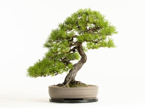 Scots Pine bonsai tree