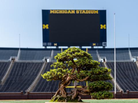 Bonsai tree in front of score board at michigan football stadium