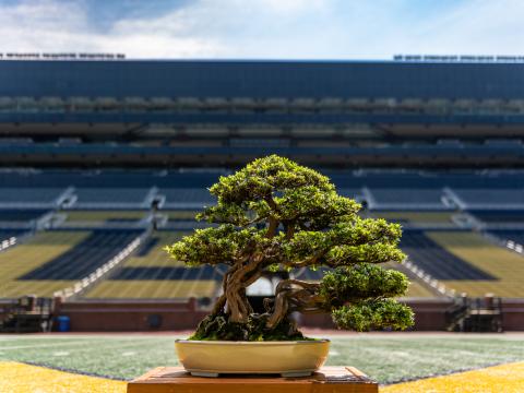 Bonsai tree in michigan football stadium