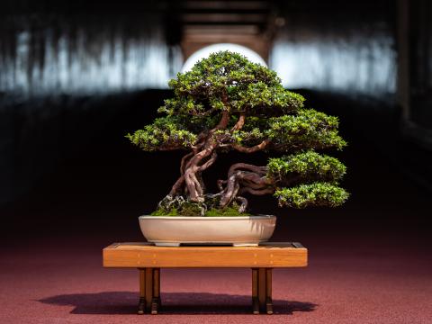 Bonsai tree in tunnel at michigan football stadium