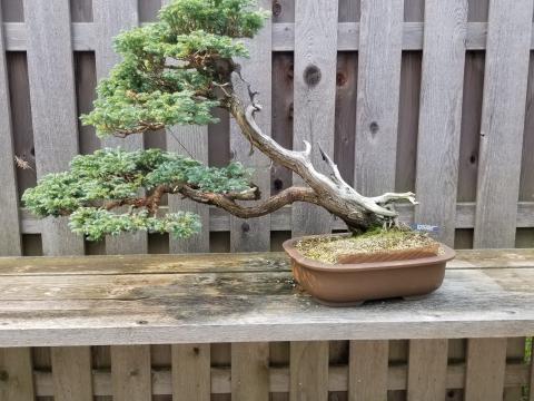 False Cypress bonsai tree
