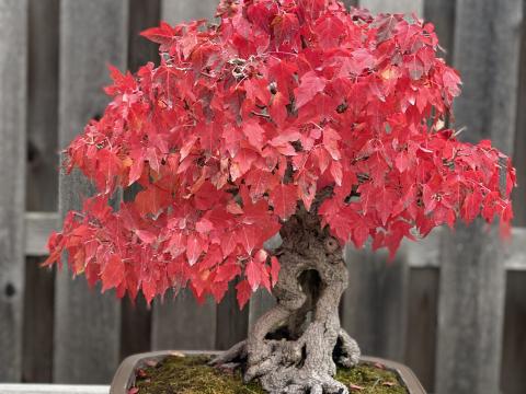 The Bonsai Trees | Matthaei Botanical Gardens & Nichols Arboretum