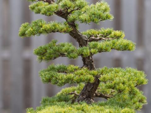 Japanese White Pine bonsai tree