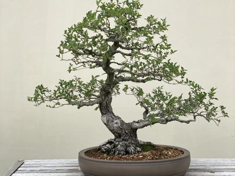 Hybrid Elm bonsai tree
