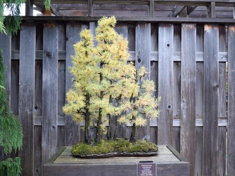 American larch bonsai tree