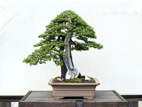 Yew bonsai tree