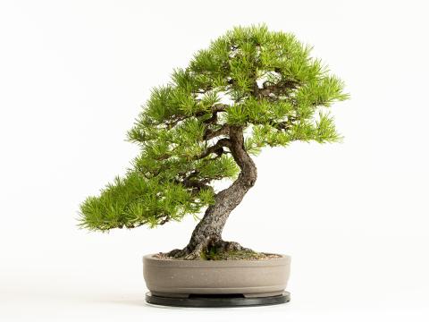 Japanese Black Pine bonsai tree