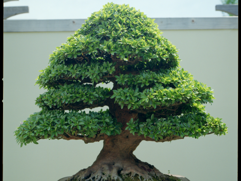 Azalea Bonsai