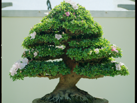 Azalea Bonsai with about 10 pink flowers starting to bloom