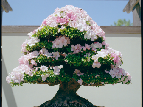 Azalea Bonsai with pink flowers