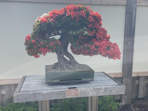 The Bonsai Trees | Matthaei Botanical Gardens & Nichols Arboretum