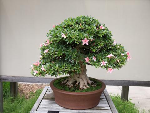 The Bonsai Trees | Matthaei Botanical Gardens & Nichols Arboretum