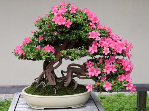 The Bonsai Trees | Matthaei Botanical Gardens & Nichols Arboretum