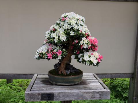 Azalea bonsai tree