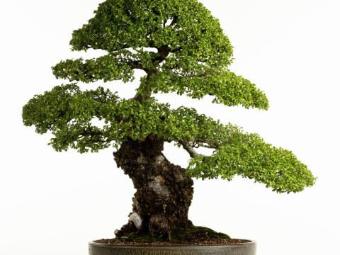 Chinese Cork Bark Elm bonsai tree