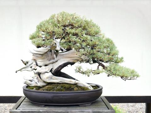 Rocky Mountain Juniper bonsai tree