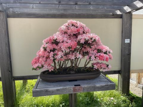 Satsuki Azalea bonsai tree