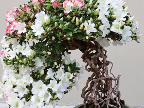 Exposed root bonsai tree.