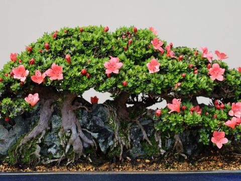 Forest on rock style bonsai tree