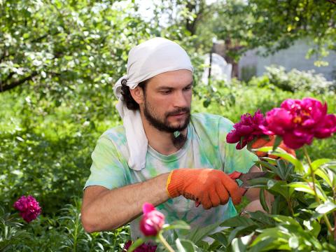 Person caring for a peony plant