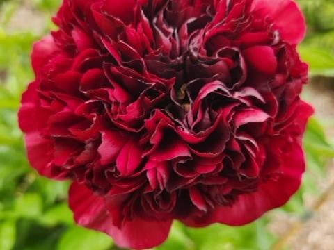 dark red peony flower