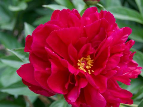 SIngle red Adolphe Rousseau peony