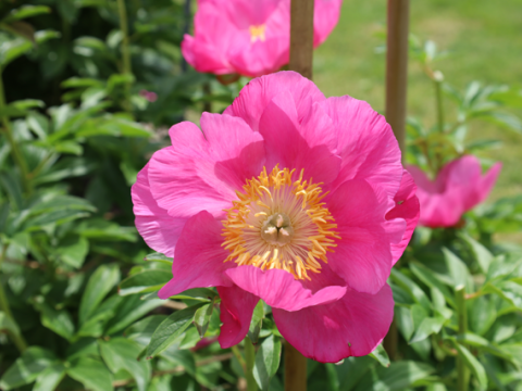 Hot pink peony with a yellow center 