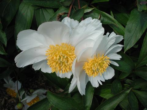 two Albiflora white single form peony