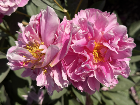 a fluffy pink peony with a yellow center