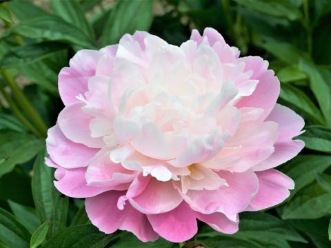 pink with white center peony