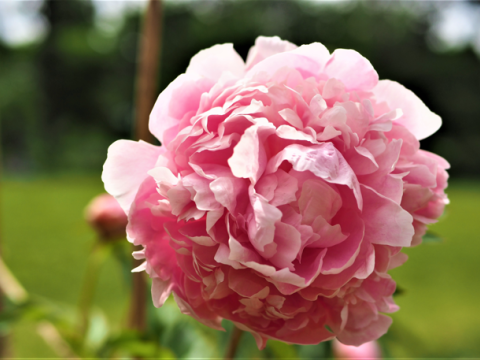 a fluffy light pink peony
