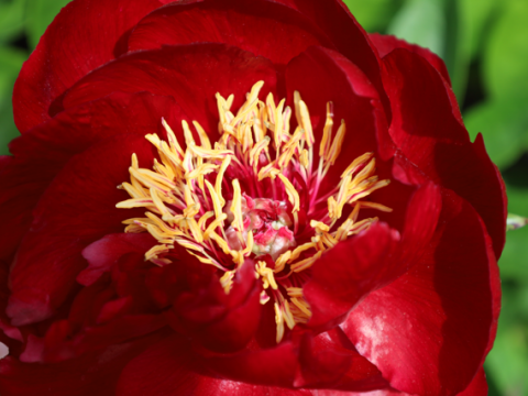 dark red peony with yellow center