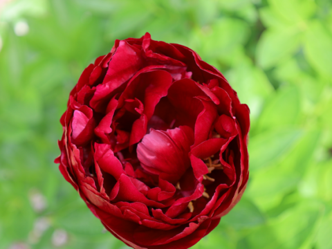 semi bloomed dark red peony