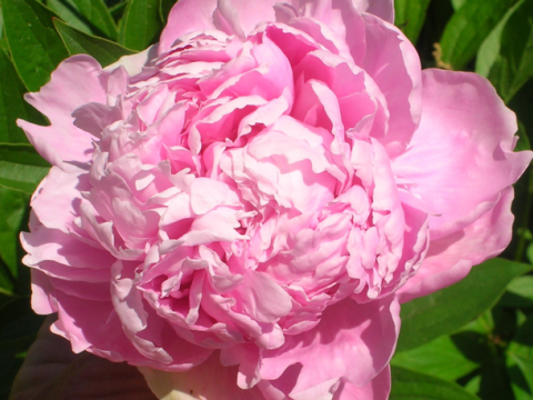 a fluffy pink peony