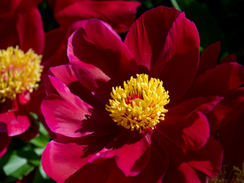 dark red peony with a yellow center
