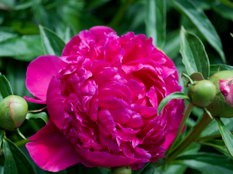 a fluffy magenta peony