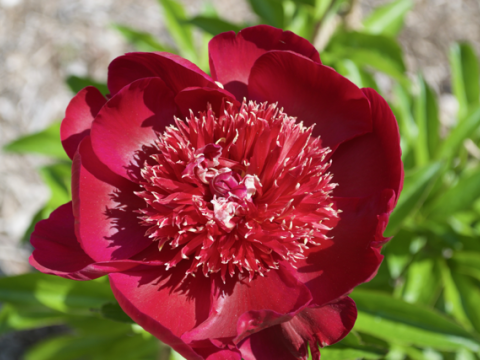maroon red bloomed peony