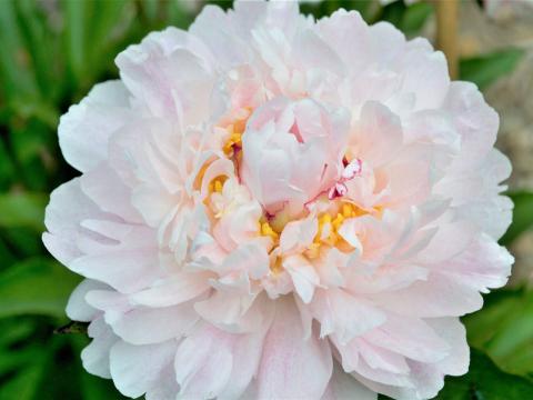 A pink Belisaire peony.