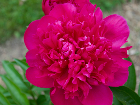 dark pink bloomed peony 