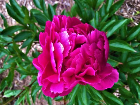 dark pink peony flower